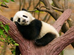 木で眠っているパンダの画像